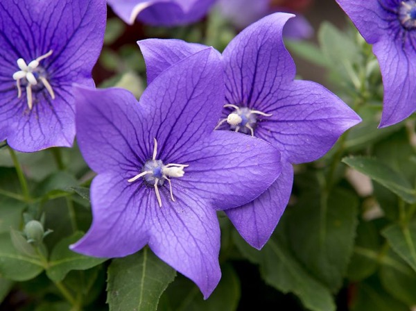 Platykodon velkokvětý