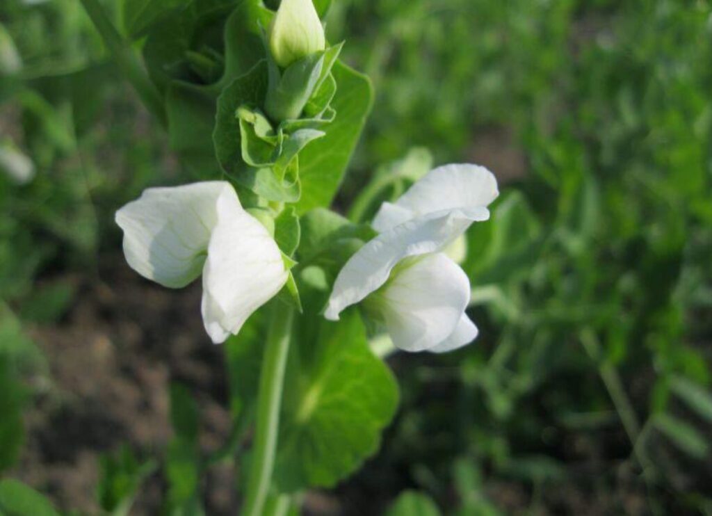 Pisum sativum ssp. sativum convar. axiphium