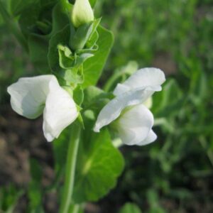 Pisum sativum ssp. sativum convar. axiphium