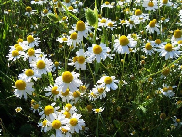 Heřmánek 2 Heřmánek lékařský (Chamomilla recutita)