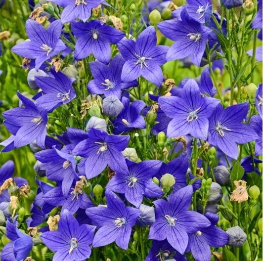 Platykodon velkokvětý - Apoyama