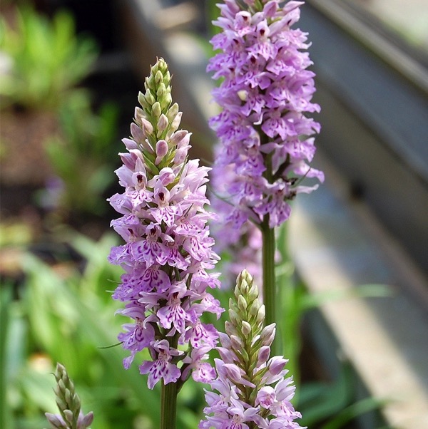 Prstnatec 1 Prstnatec plamatý (Dactylorhiza maculata)