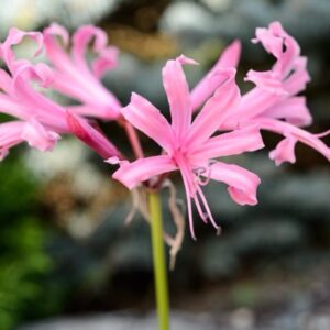Nerine Bowdenova (Nerine bowdenii)​ 'Fenwicks Variety'