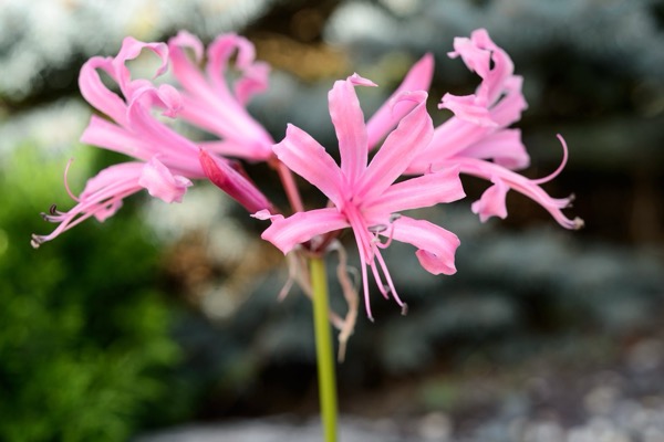 Nerine Bowdenova (Nerine bowdenii)​ 'Fenwicks Variety'