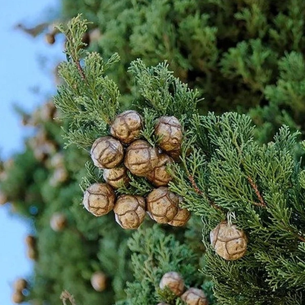 Cypřiš vždyzelený (Cupressus sempervirens)​