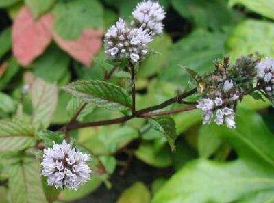 Máta peprná (Mentha piperita)​