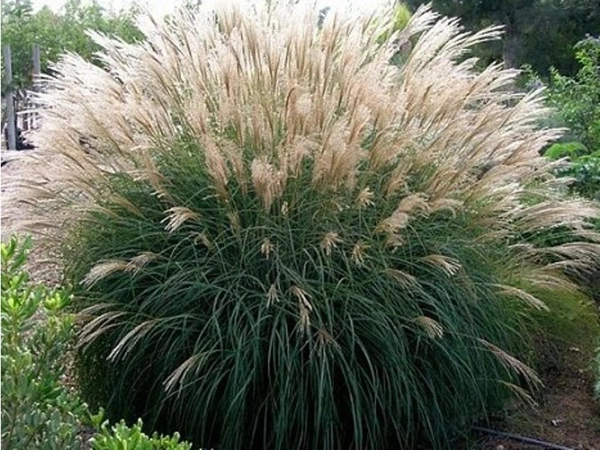 Obří miskantus (Miscanthus floridulus)