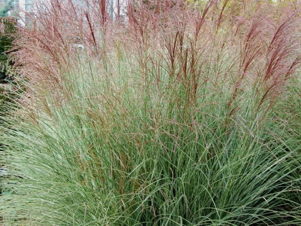 Čínský rákos (Miscanthus sinensis)​