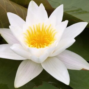 Leknín bílý (Nymphaea alba)​