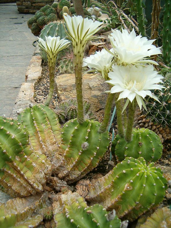 Echinopsis 2 Echinopsis eyriesii (Echinopsis eyriesii)