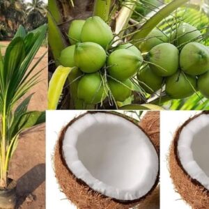 Kokosová palma (Cocos nucifera)​