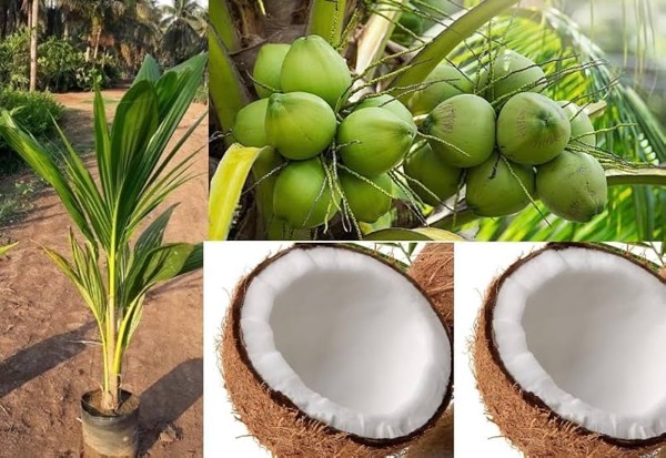 Kokosová palma (Cocos nucifera)​