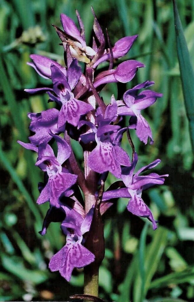 Prstnatec 3 Prstnatec Traunsteinerův (Dactylorhiza traunsteineri)