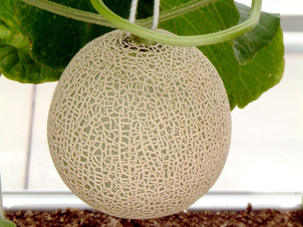 Meloun cukrový 1 Meloun cukrový (Cucumis melo) - Cucumis melo var. reticulatus