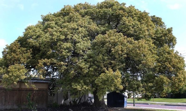 Kafrovník (Cinnamomum camphora)