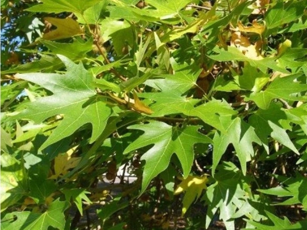 Platan východní (Platanus orientalis)​