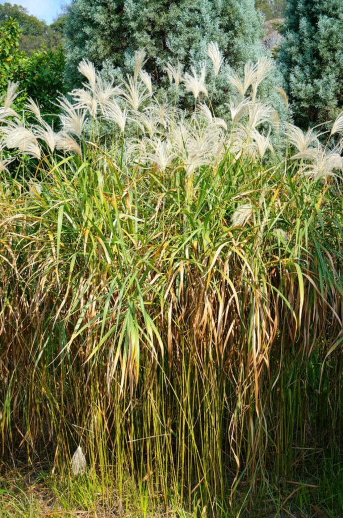 Miskantus cukrovitý (Miscanthus sacchariflorus)