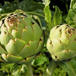 Artyčok zeleninový (Cynara scolymus)