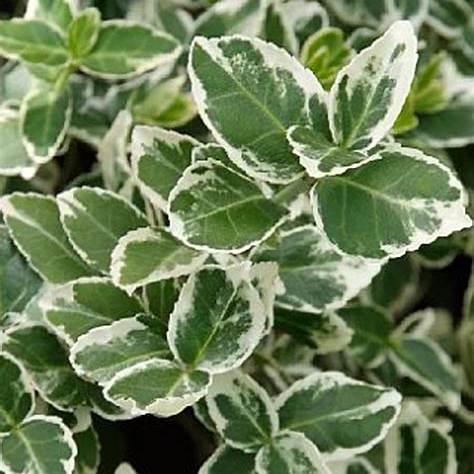 Brslen Fortuneův (Euonymus fortunei)