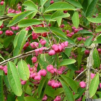 Brslen evropský (Euonymus europaea)