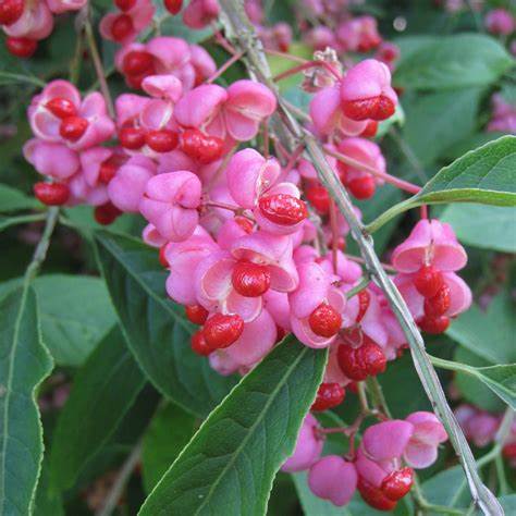 Brslen korkovitý (Euonymus phellomana)