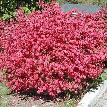 Brslen křídlatý (Euonymus alata)