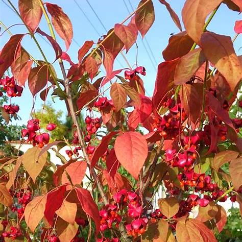Brslen plochý (Euonymus planipes)