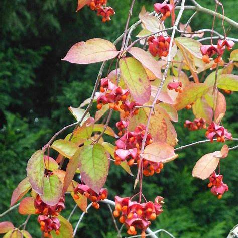 Brslen širokolistý (Euonymus latifolia)