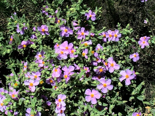 Cist bělavý (Cistus albidus)​