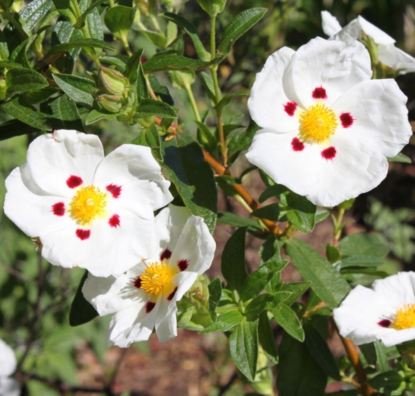 Cist kyperský (Cistus × cyprius, Cistus ladanifer × Cistus laurifolius)​