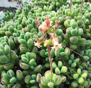 Cotyledon ladysmithensis​