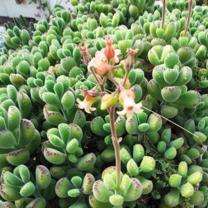 Cotyledon ladysmithensis​
