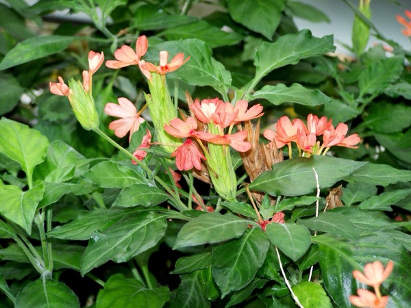 Krosandra 2 Crossandra nilotica