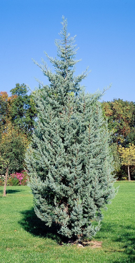 Cypřiš arizonský (Cupressus arizonica)​