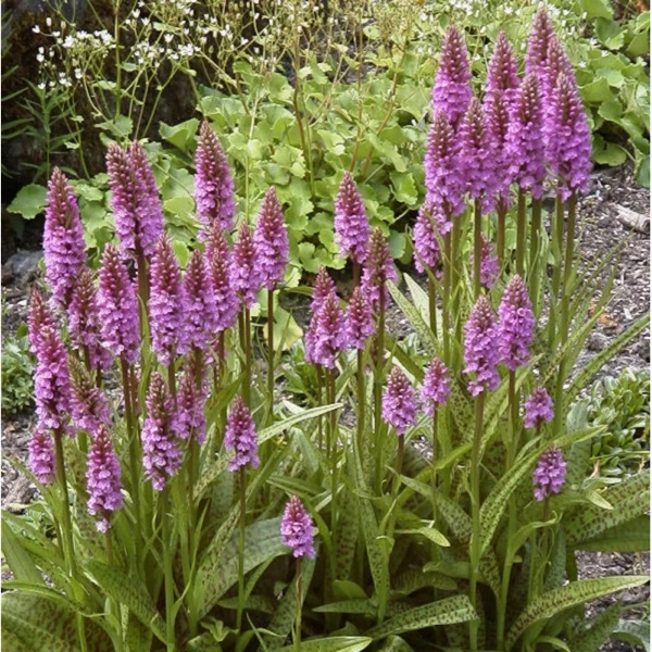 Prstnatec 2 Prstnatec májový (Dactylorhiza majalis) 