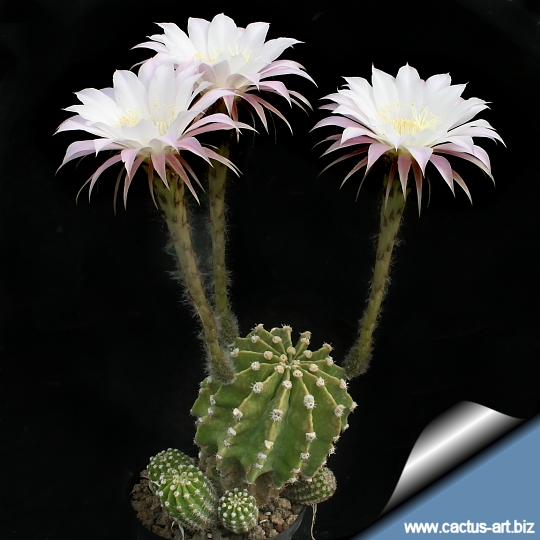 Echinopsis 3 Echinopsis multiplex (Echinopsis multiplex)