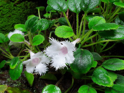Episcie 2 Episcie karafiátokvětá (Episcia dianthiflora)