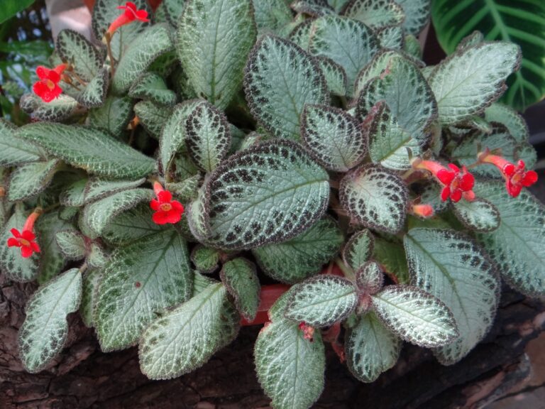 Episcie 1 Episcie měděná (Episcia cupreata)