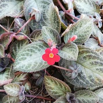 Episcie 3 Episcie plazivá (Episcia reptans)