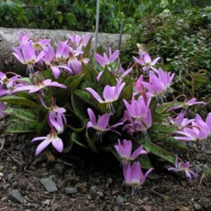 Kandík (Erythronium)​