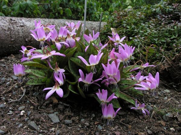 Kandík (Erythronium)​
