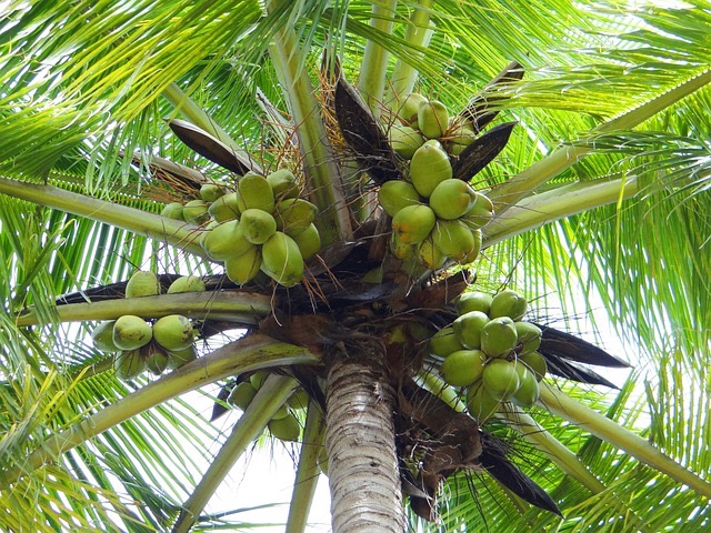 Kokosová palma (Cocos nucifera)​