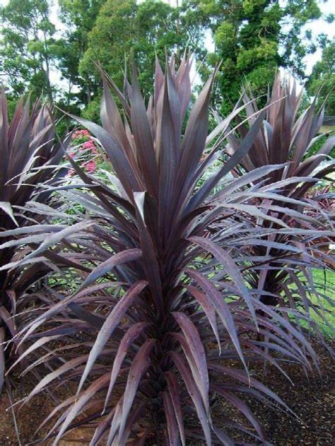 Dračinka 2 Dračinka australská - Cordyline australis