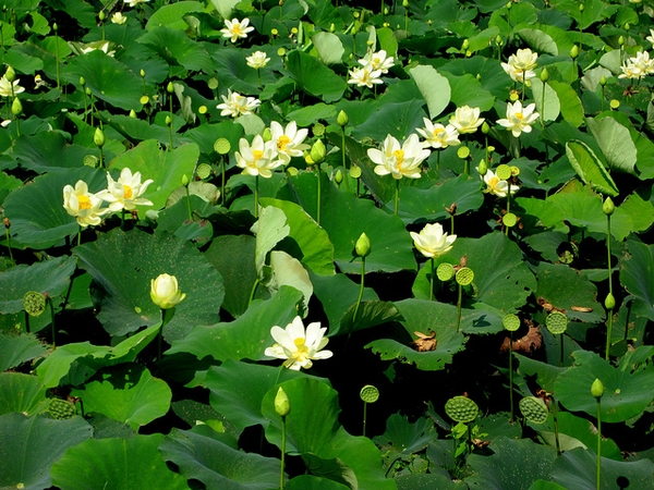 Lotos žlutý (Nelumbo lutea)​