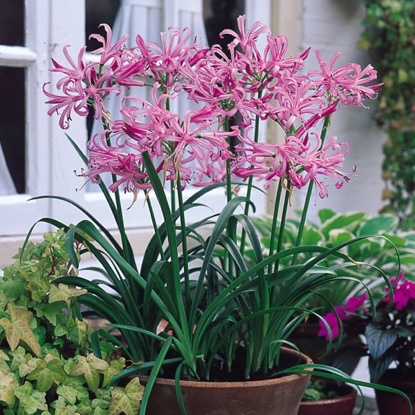 Nerine Bowdenova (Nerine bowdenii)​ 'Pink Triumph'