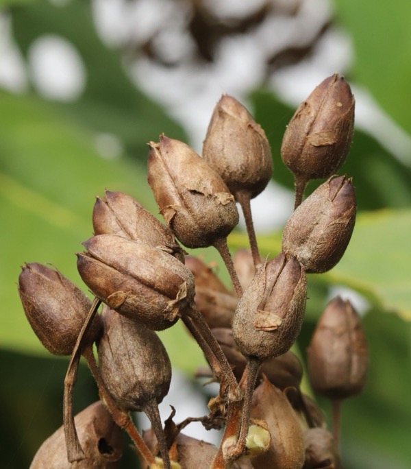 Tabák viržinský (Nicotiana tabacum)​