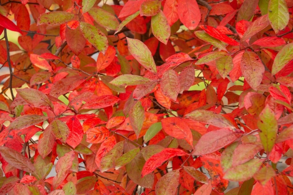 Tupela lesní (Nyssa sylvatica)​