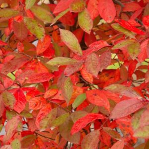 Tupela lesní (Nyssa sylvatica)​