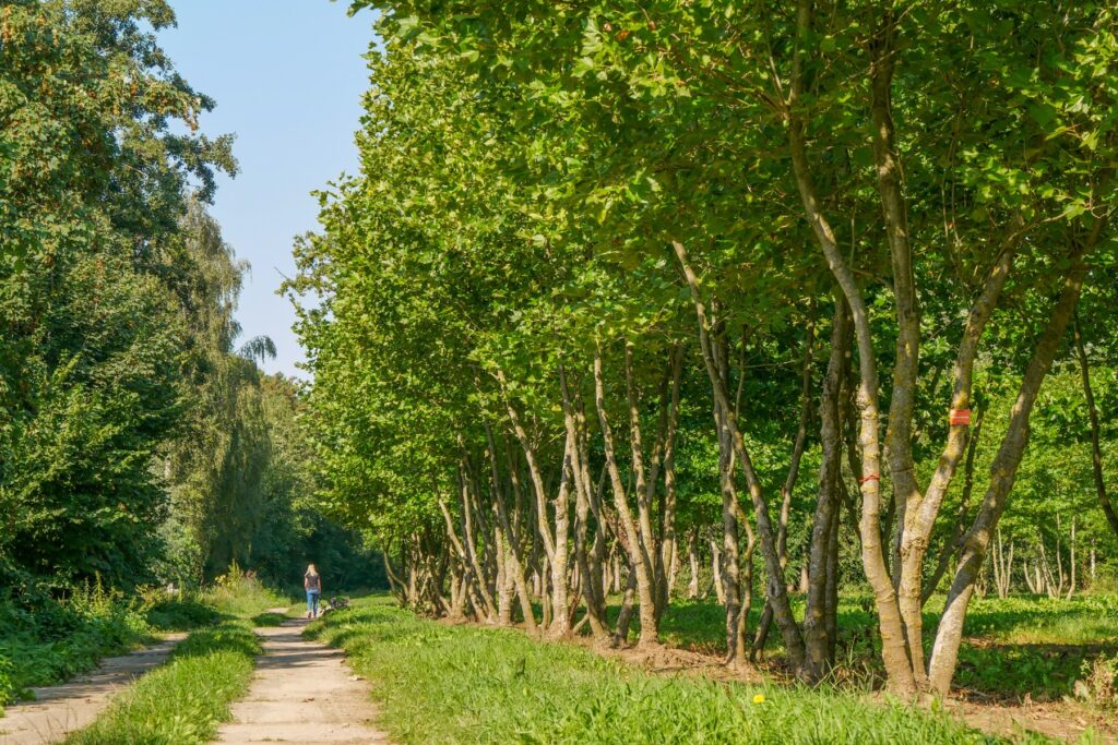 Platan západní (Platanus occidentalis)​