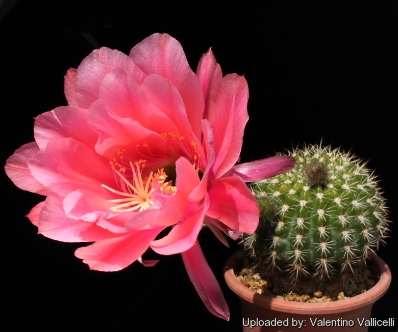 Echinopsis 5 Echinopsis kermesina (Pseudolobivia kermesina)